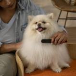 Fiskars Pettine in metallo Pet Care 2009134