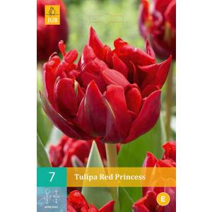 Tulipano Rosso Principessa 'C'
