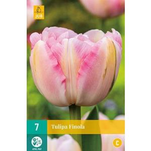 Tulipano Finola 'C'