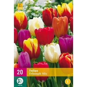 Tulipano Triumph Mix "E"