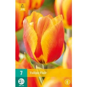 Tulipano Flair "C"