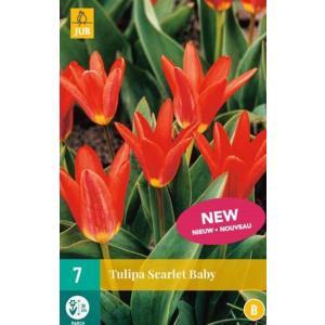 Tulipano Scarlet Baby "B"