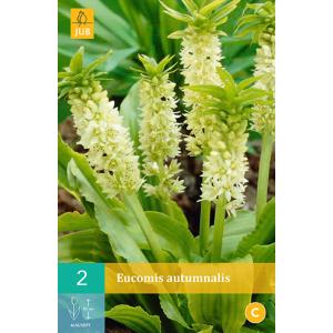 Eucomis AUTUMNALIS "C" a ciuffi