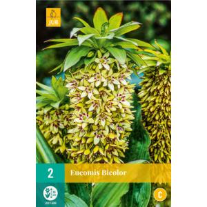 Eucomis BICOLOR "C" a cresta