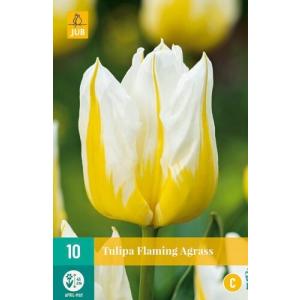 Tulipano Flaming Agrass "C"