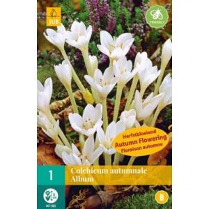 Jesienka Colchicum Autumnale Album "B"