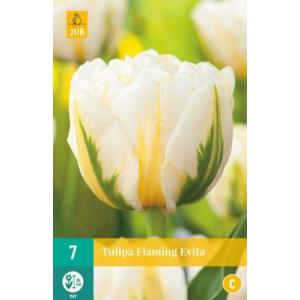 Tulipano fiammeggiante Evita 'C'