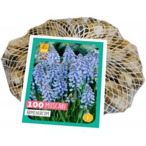 XXL Modrica Muscari Armeniacum 100 bulbi