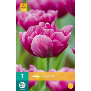 Tulipano Showcase "C"