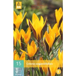 Crocus angustifolius "C"