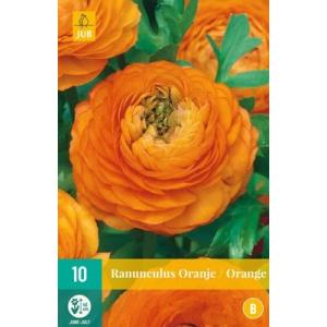 Ranuncolo "B" arancione