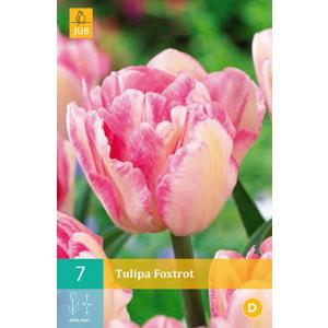 Tulipano Foxtrot 'C'