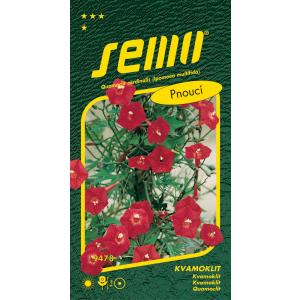 Seme Quamoclite Fiore di cardinale 1g