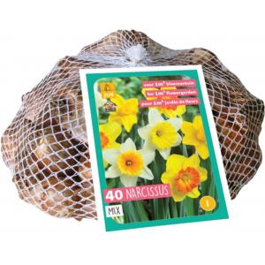 XXL Narcisi a fiore grande, assortimento, 40 bulbi