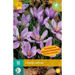 Crocus Crocus sativus "B"