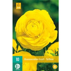 Ranuncolo "B" giallo