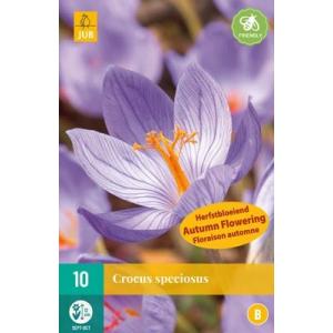Crocus Speciosus "B"