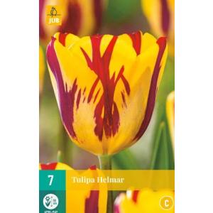 Tulipano Helmar "C"