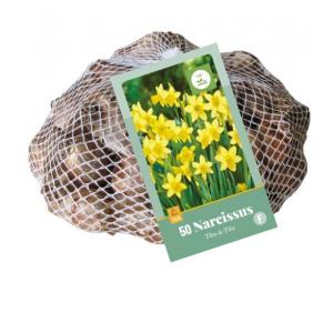Narcisi XXL Téte A Téte 50 bulbi