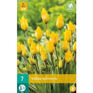 Tulipano Sylvestris "B"