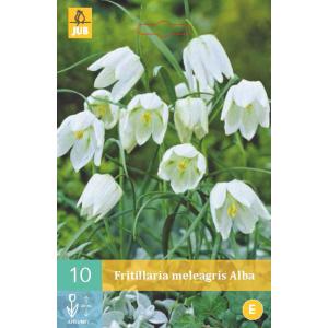 Fritillaria Meleagris Alba "C"