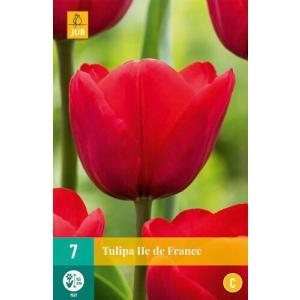 Tulipano Ile de France "C"