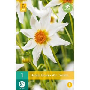Georgína HONKA WHITE "B"
