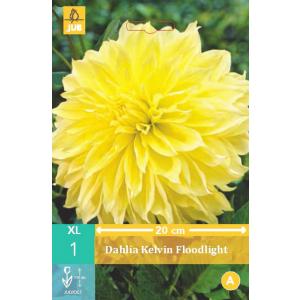 Georgina KELVIN FLOODLIGHT "B"