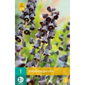 Fritillaria Persica "C"