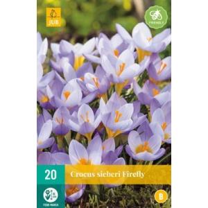 Crocus Sieberi Firefly "B"