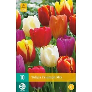 Tulipano Triumph Mix 'C'