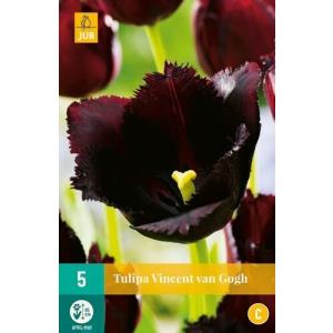Tulipano di Vincent Van Gogh "C"