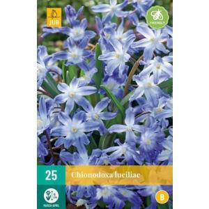 Modravka Chionodoxa Luciliae "B"
