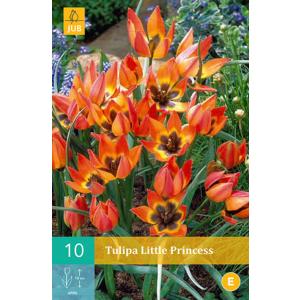 Tulipano Little Princess "C"