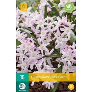 Modravka Chionodoxa Pink Giant "B"