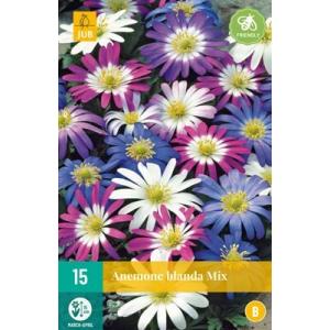 Anemone Veternica Blanda Mix "B"