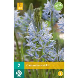 Ladoník Camassia Cusickii "B"