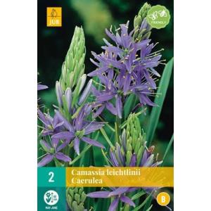 Camassia Leichtlinii Caerulea "B"