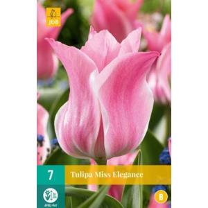 Tulipano Miss Elegance "C"