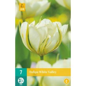 Tulipano Valle Bianca 'C'