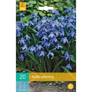 Scilla siberica "C"