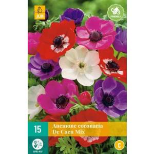 Anemone coronaria di Caen Mix "C" Veternica