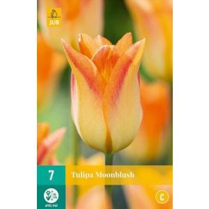 Tulipano Moonblush "C"