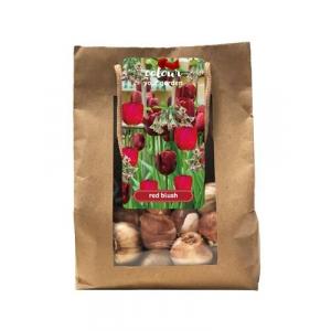 Borsa Colore il tuo giardino Rosso blush 25 bulbi