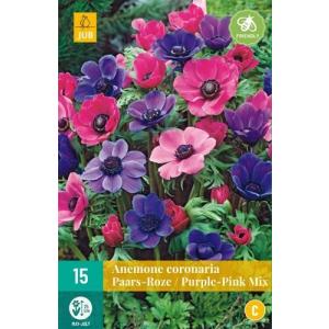 Anemone Coronaria Puprle Pink "C"