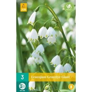 Leucojum Gravetye Giant "B"