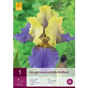 Iris GERMANICA EDITH WOLFORD "C"