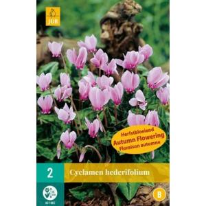 Ciclamino Cyclamen Hederifolium "B"