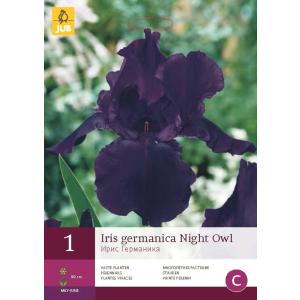 Iris GERMANICA NIGHT OWL "C"