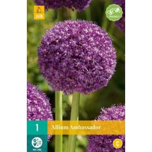 Aglio Allium Ambassador "C"